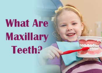 Gwinn dentist Dr. Buck of Northern Trails Dental Care discusses maxillary teeth—what they are, and how they function in the mouth.